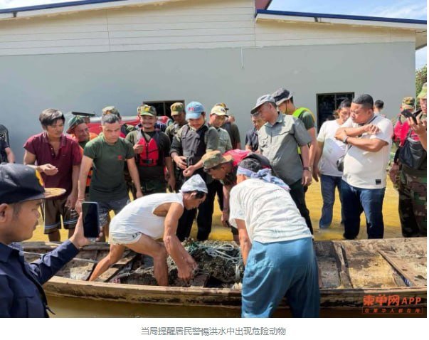 波贝洪灾区惊现大鳄鱼 当局提醒居民警惕危险动物