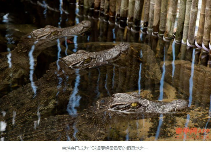 柬埔寨野生暹罗鳄种群恢复至400条 栖息地保护见效