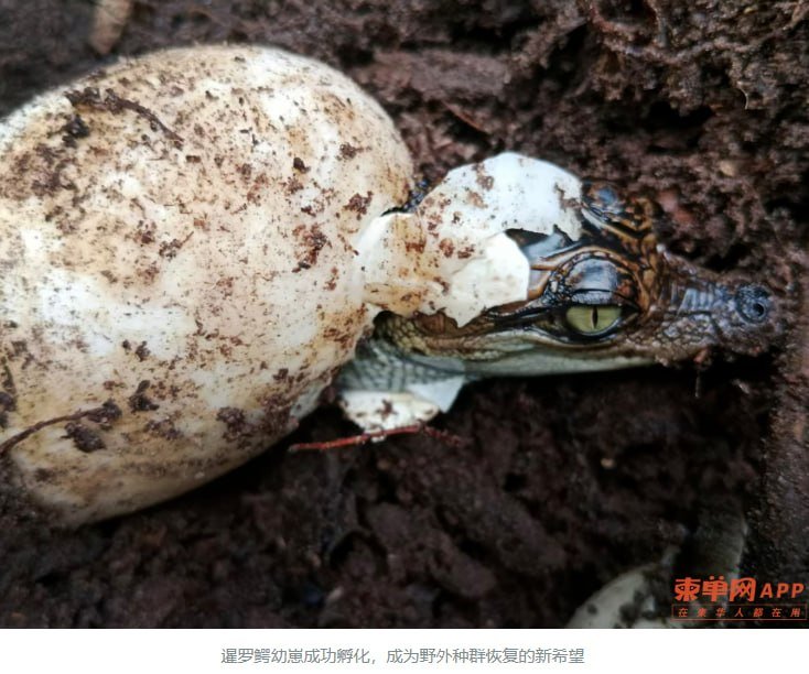柬埔寨野生暹罗鳄种群恢复至400条 栖息地保护见效