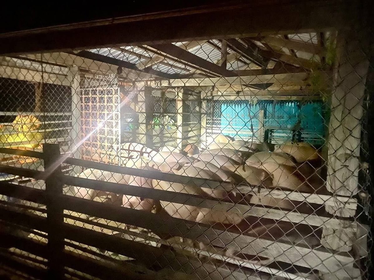 柬埔寨禁止进口越南及老挝冷冻猪肉及活猪