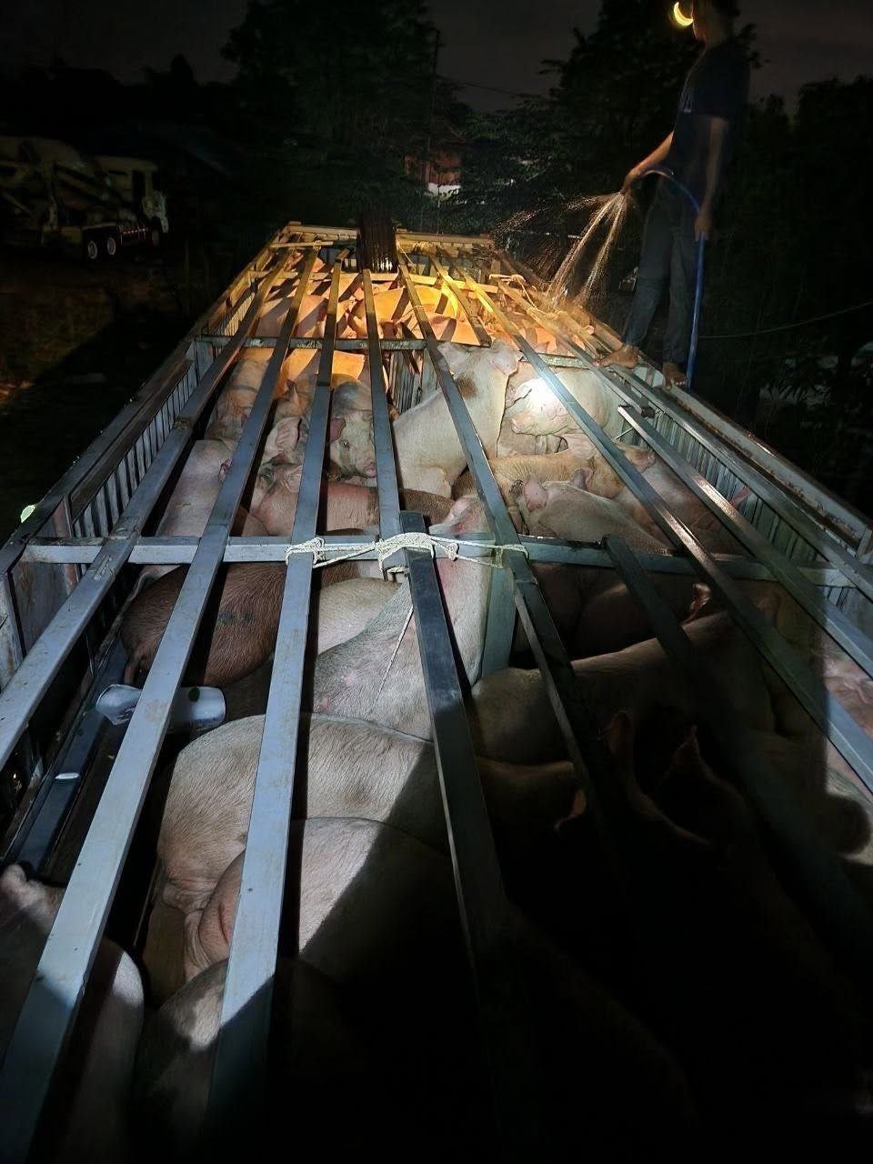 柬埔寨禁止进口越南及老挝冷冻猪肉及活猪