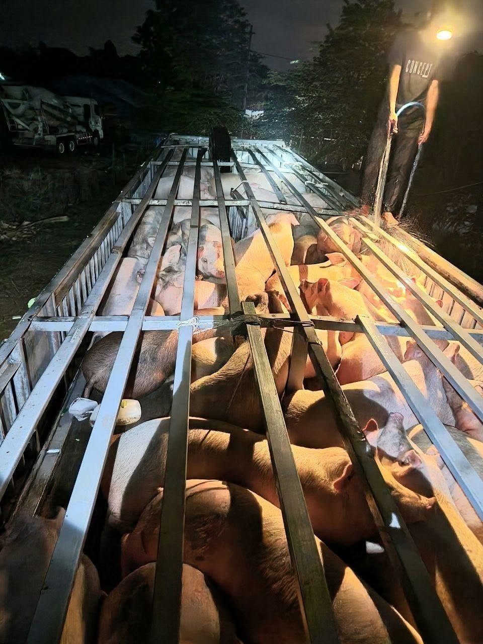 柬埔寨禁止进口越南及老挝冷冻猪肉及活猪