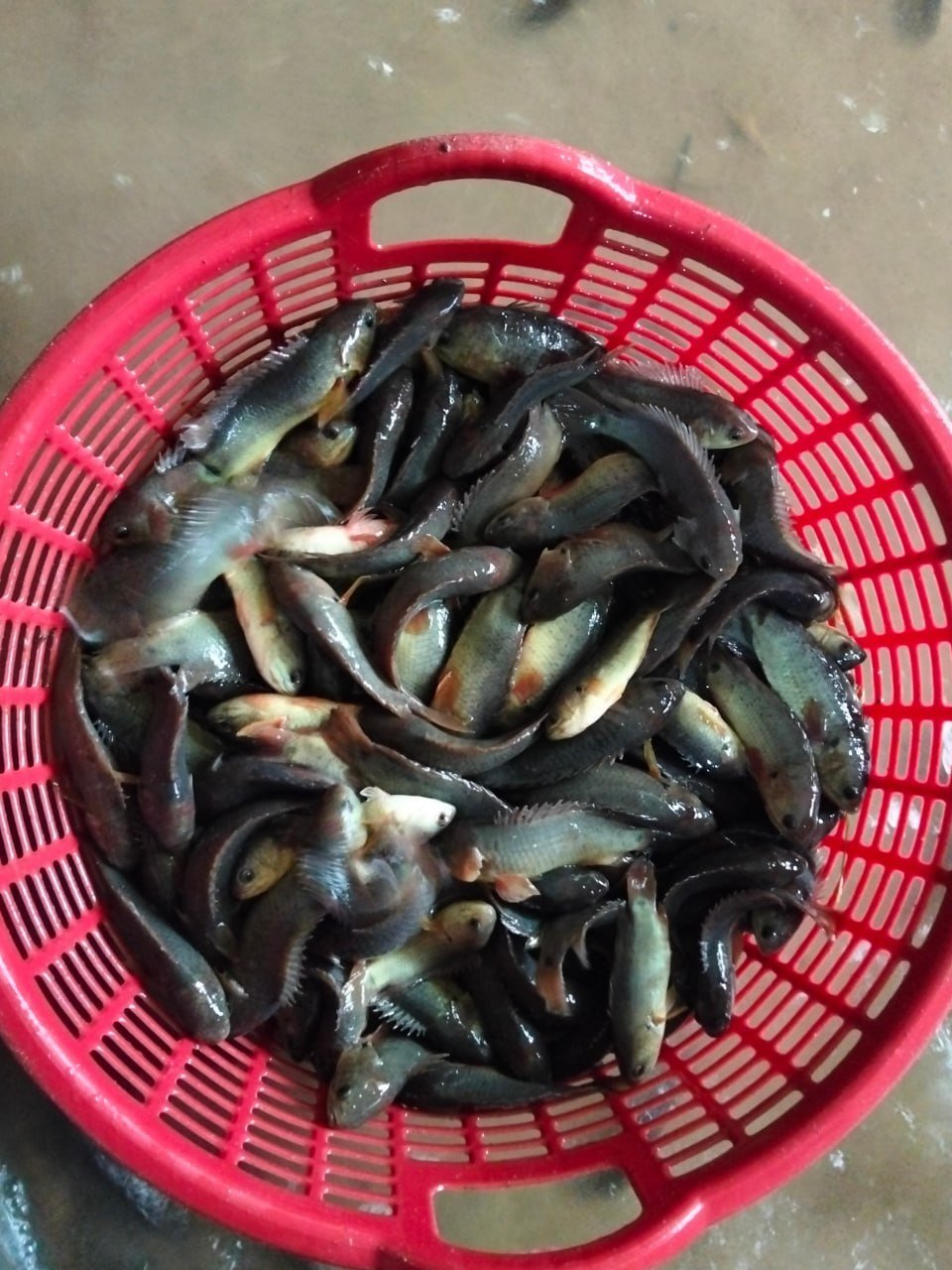 奥多棉吉省农业厅捐赠物资 支援边防部队