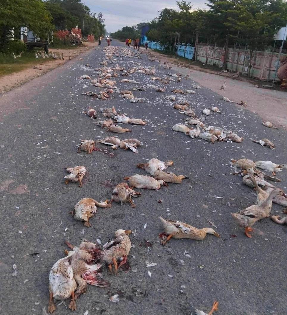 波威省发生一起车辆撞死超过1000只鸭子的事故,肇事者身份已