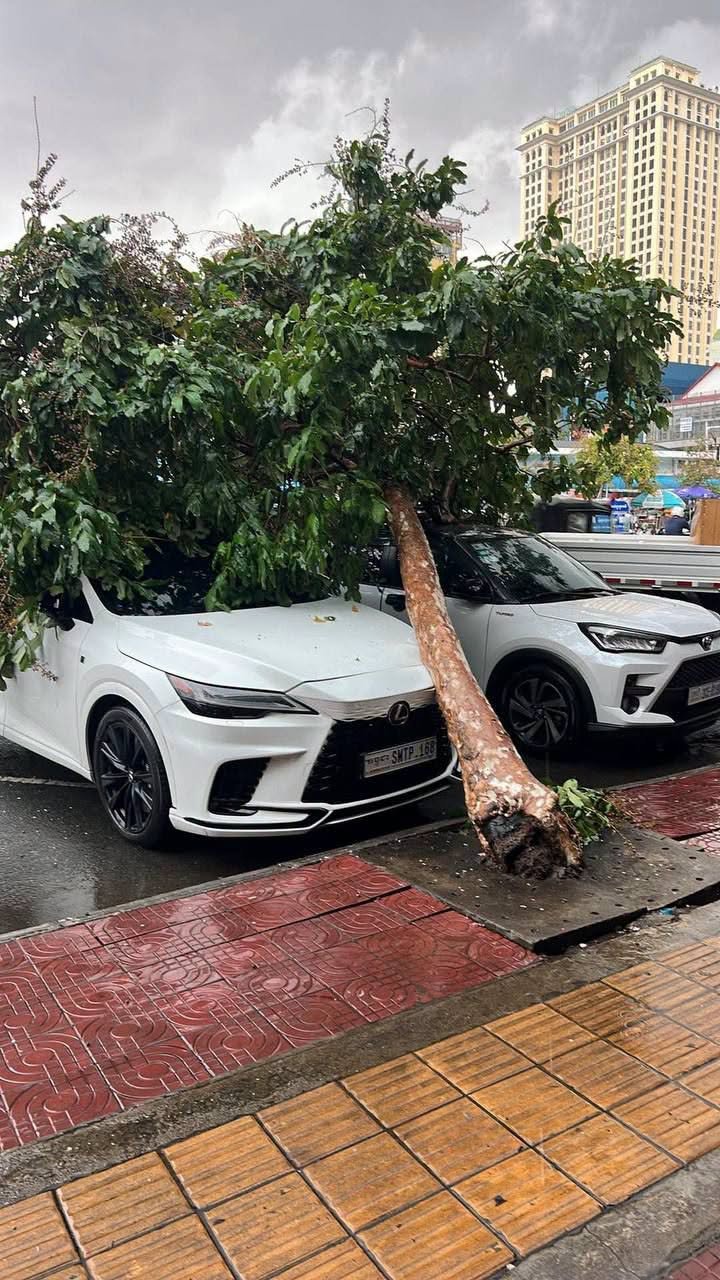 金边大风引发树木倒塌 砸毁两辆豪车