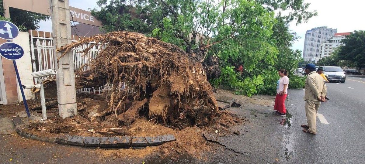金边莫尼旺大道大树倒塌 压毁2辆汽车无人员伤亡