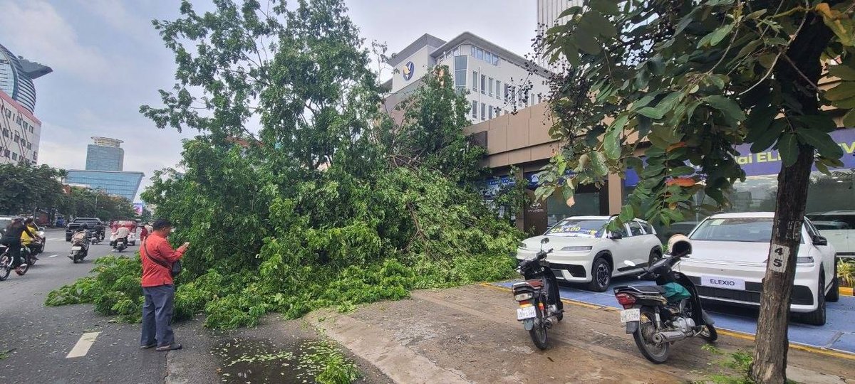 金边莫尼旺大道大树倒塌 压毁2辆汽车无人员伤亡