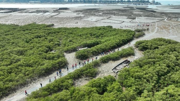 中国广西红树林保护 成为生态保护典范