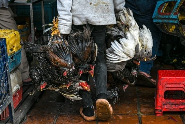 奥多棉吉省确诊今年第6例人感染H5N1禽流感病例