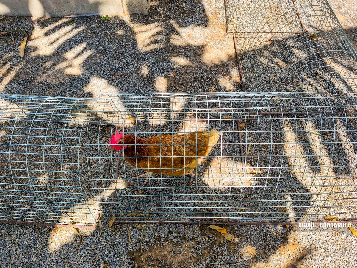 马德望巴南县Arivana咖啡馆开业 环境优美