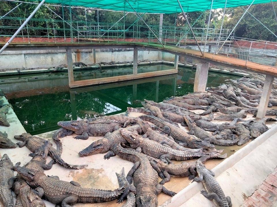 尽管周边地区遭遇洪涝,但位于暹粒及波贝的鳄鱼养殖场目前处于安