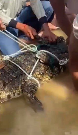 波贝市发现鳄鱼出没 一死一活已被捕获