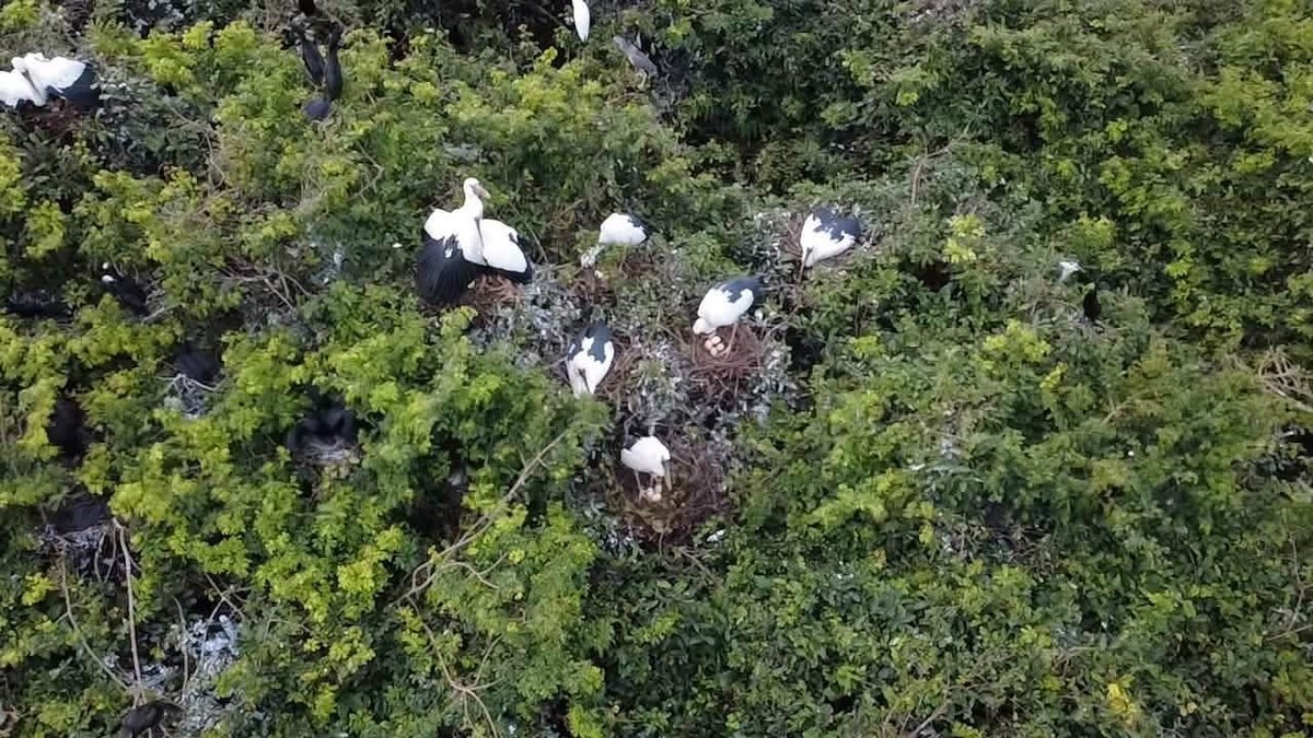 保护区进入鸟类繁殖季 呼吁共同保护生态