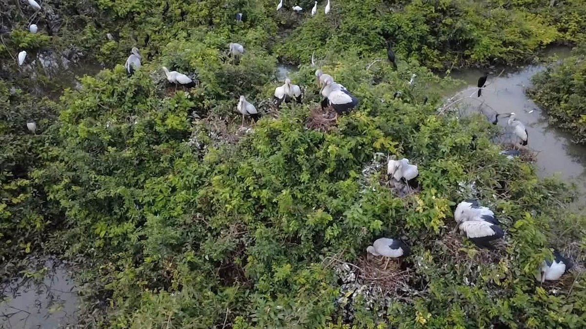 保护区进入鸟类繁殖季 呼吁共同保护生态
