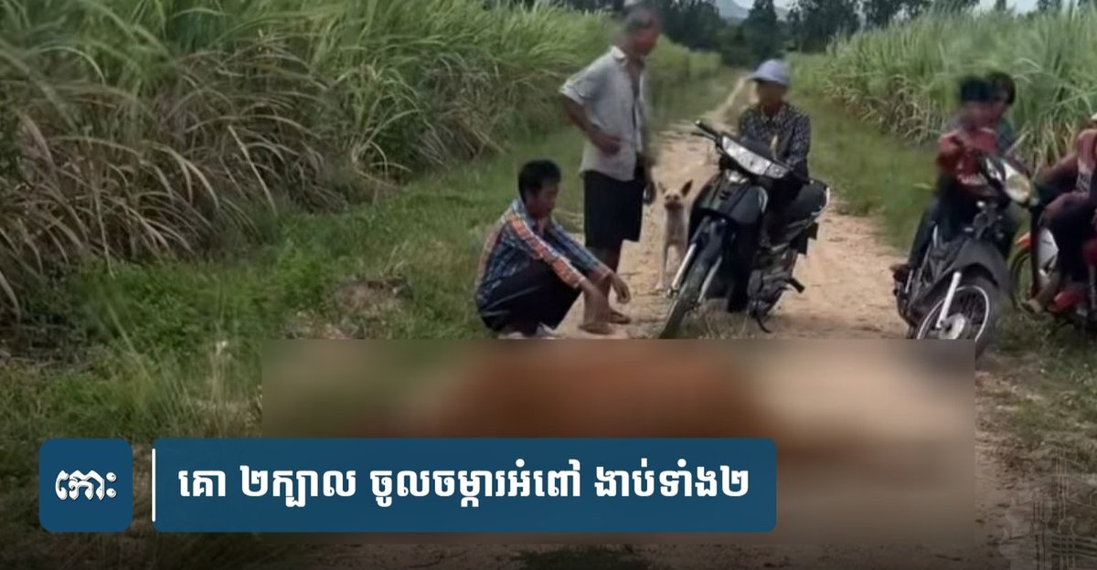 两头牛闯入甘蔗园死亡 警方介入调查死因