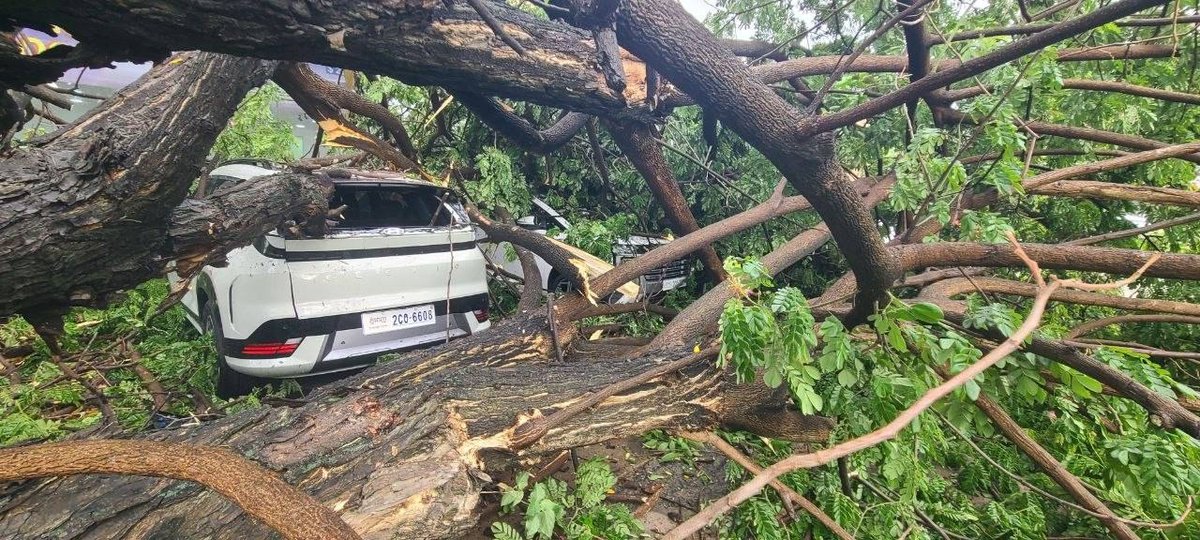 金边莫尼旺大道大树倒塌 压毁两辆汽车