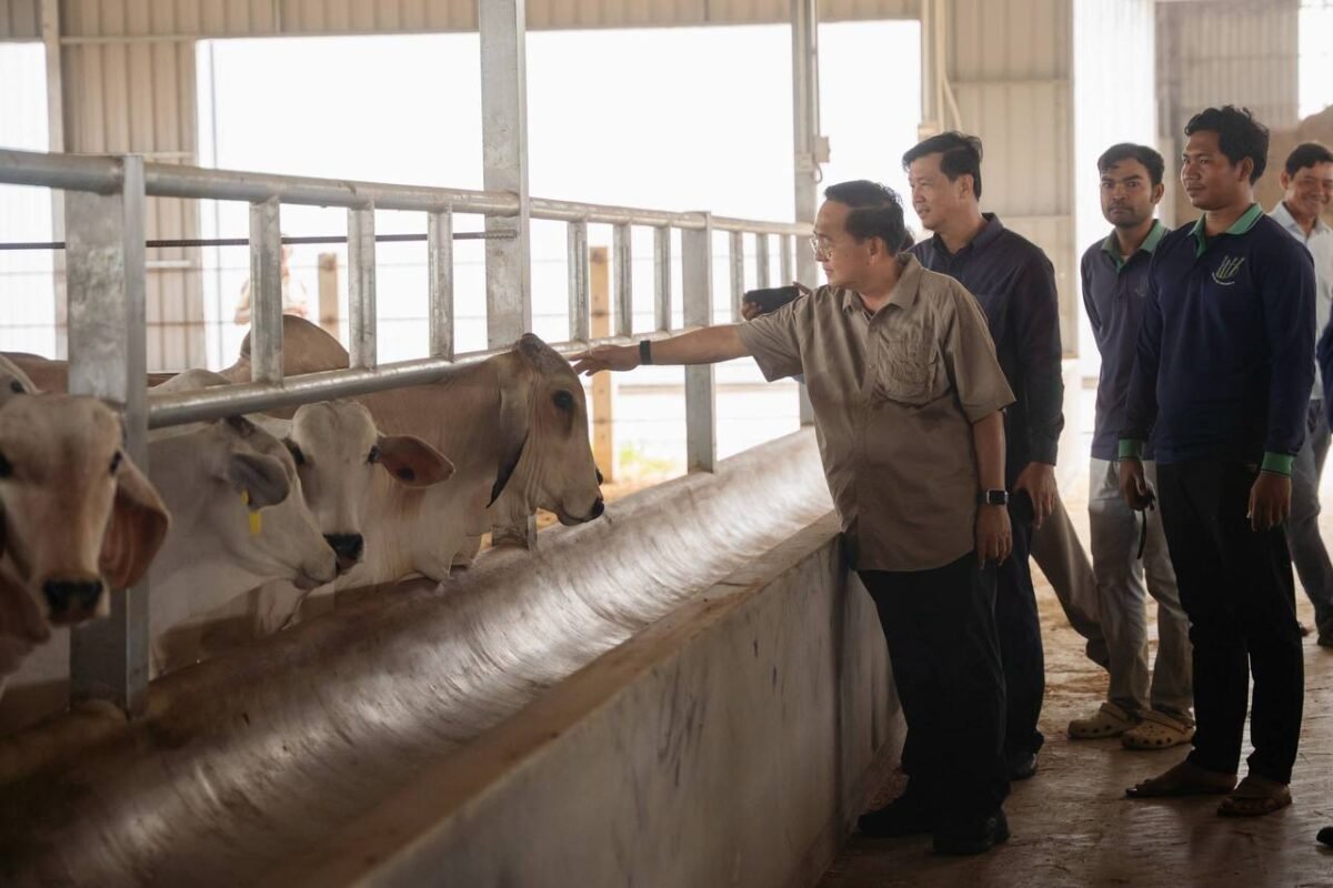 大型肉牛养殖场计划年底扩产至6000头