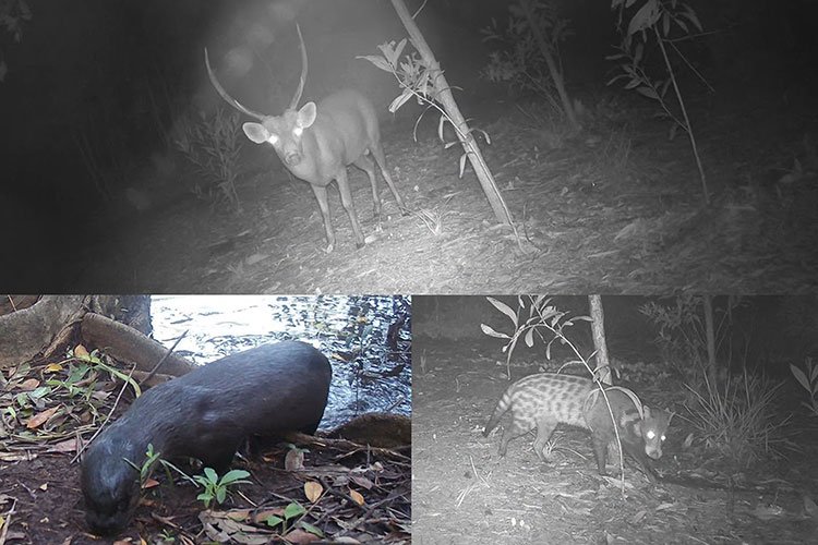 国公省斯雷安贝尔河发现稀有哺乳动物 栖息地价值获证实