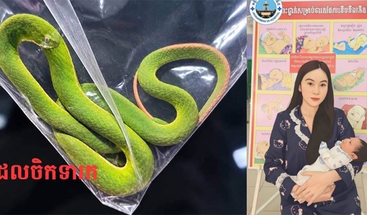 波贝一名13天大男婴遭毒蛇咬伤 经救治已脱险