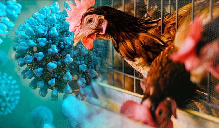 柬埔寨奥多棉芷省确诊一例H5N1禽流感病例