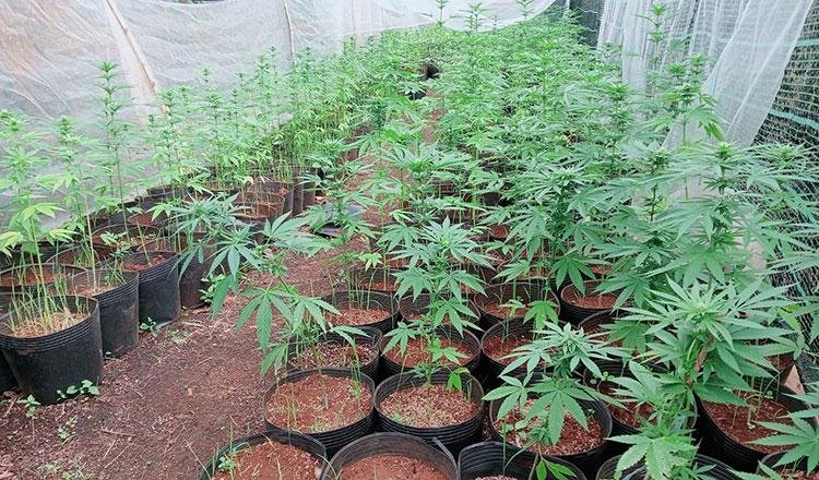 洪玛奈重申柬埔寨严禁种植大麻 拒绝外企申请