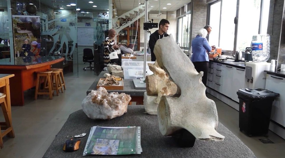 埃及与欧洲团队发现4500万年前新鳄鱼物种