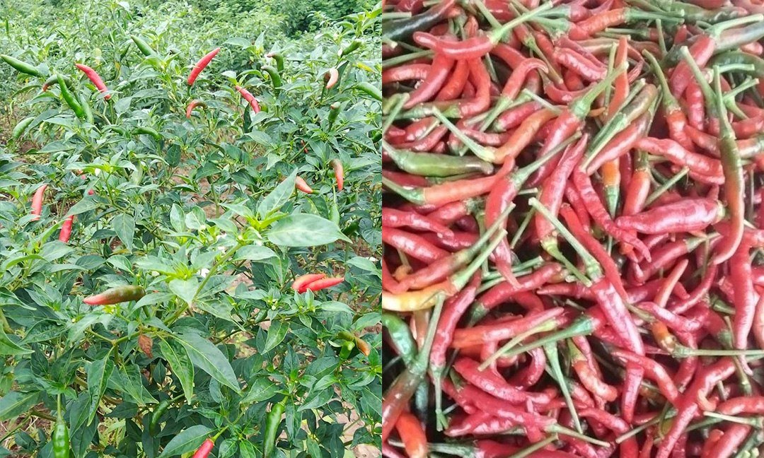 正值辣椒收获季节,但由于缺乏市场渠道,农户面临辣椒滞销问题,