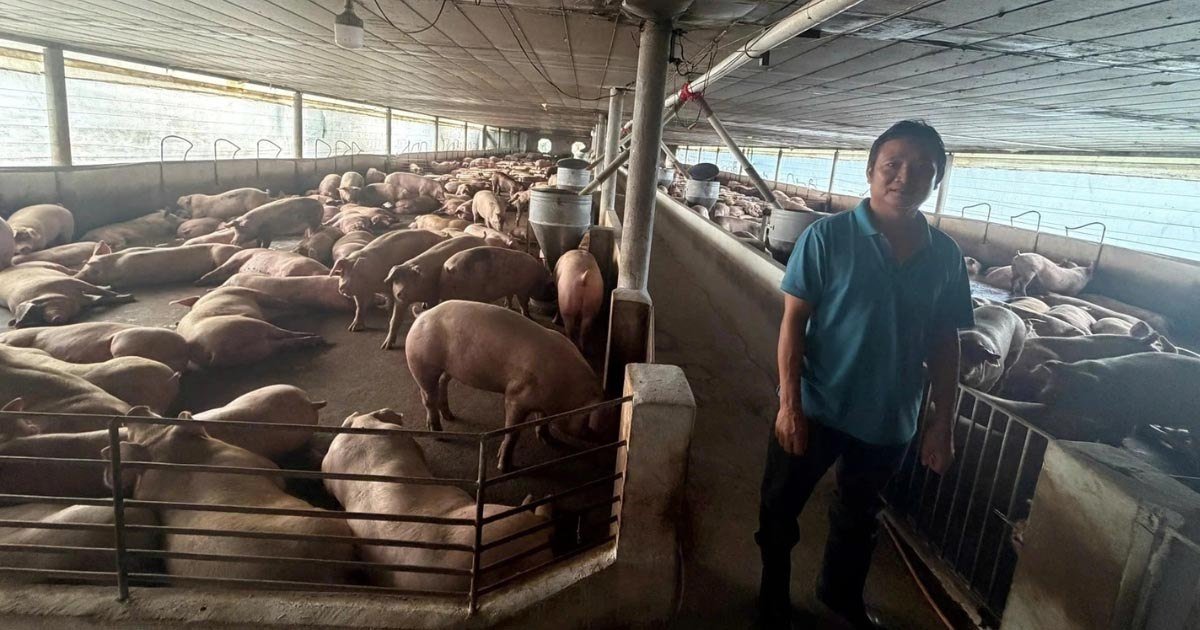 越南查获万吨问题猪肉 严打跨境食品走私链条