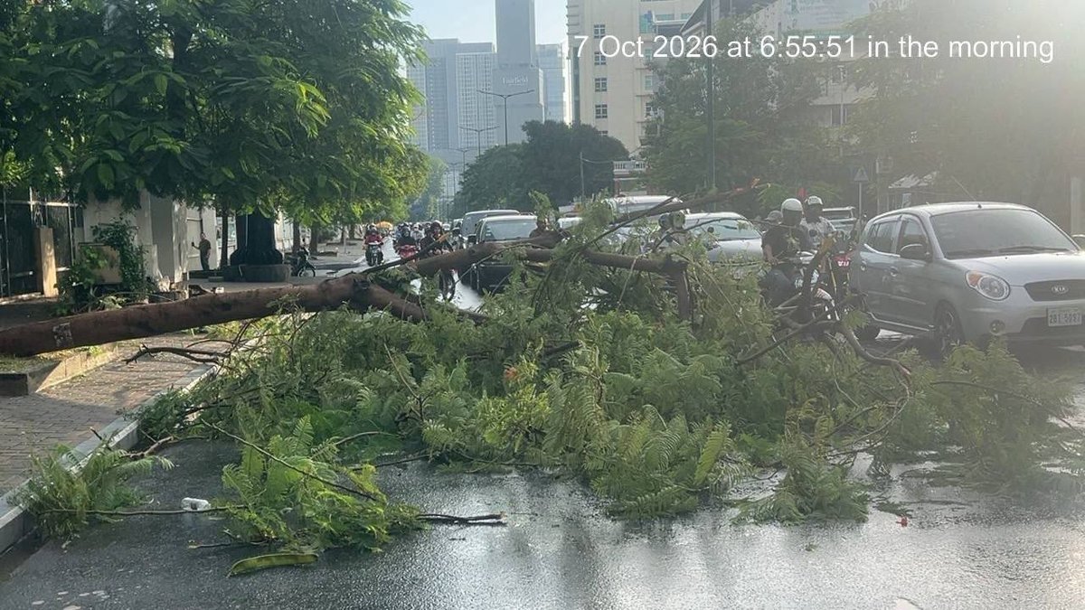 金边俄罗斯大道大树倒塌致交通拥堵