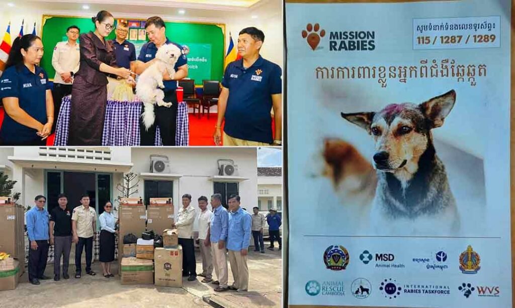 班迭棉吉省开展大规模猫狗狂犬病疫苗接种