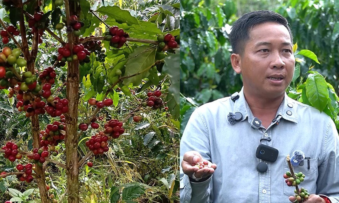 奥索姆地区咖啡种植潜力显现 每吨鲜果售价$1000