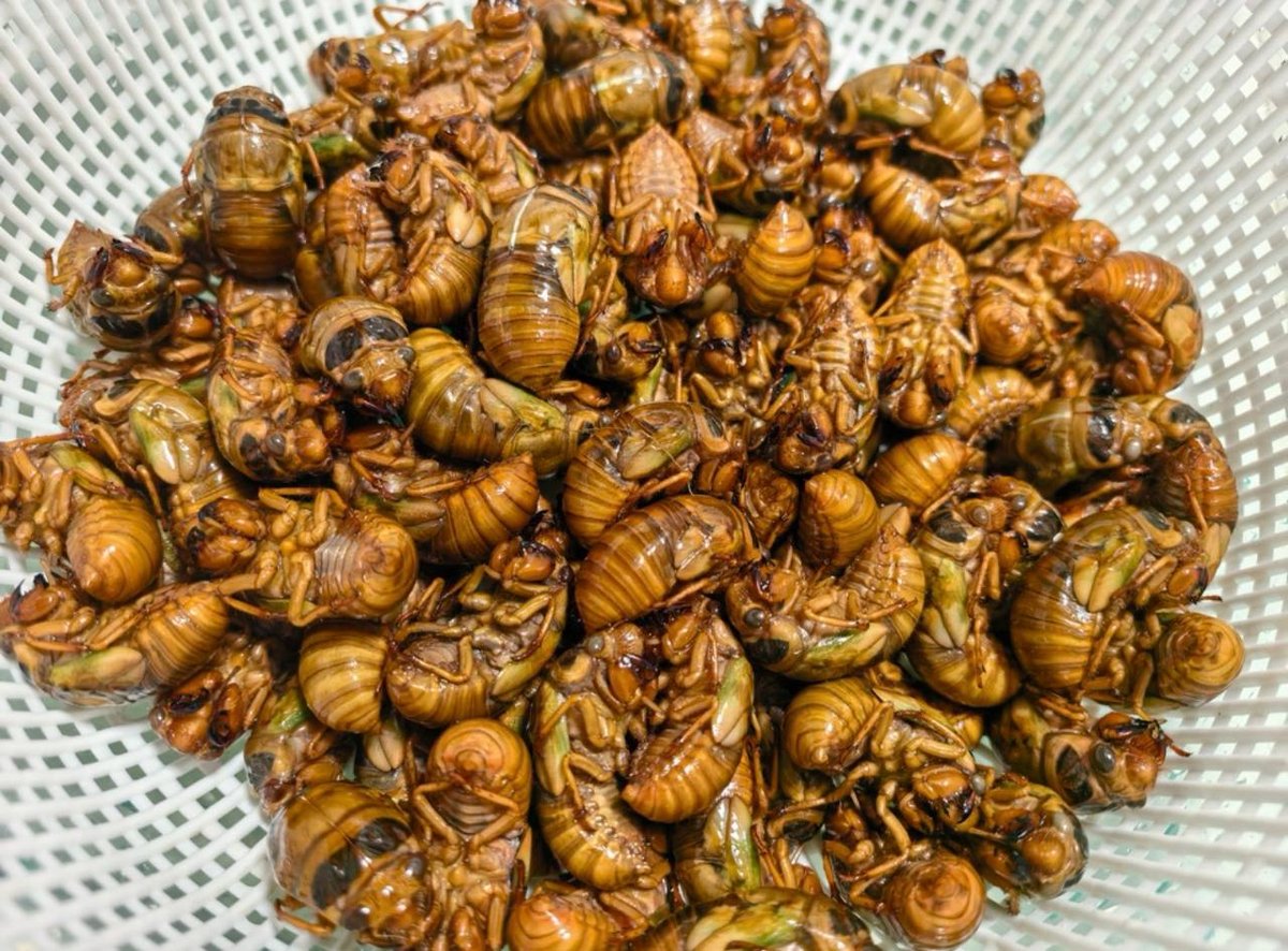 西港蝉蛹清仓每份$0.5 卖家撤退 可自取可送货