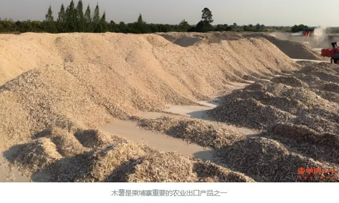 柬埔寨木薯出口收入达5.31亿美元 同比增长17.6%