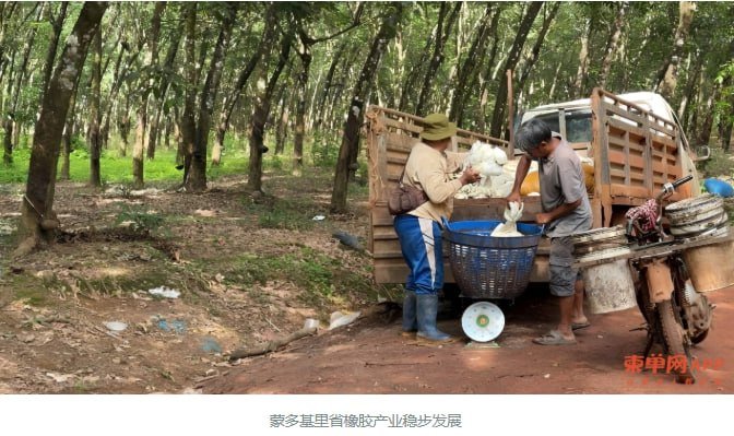 蒙多基里省橡胶产量增长13% 前9个月产干胶1.1万吨