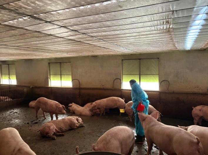 越南查获万吨违禁药物猪肉 食品安全引关注