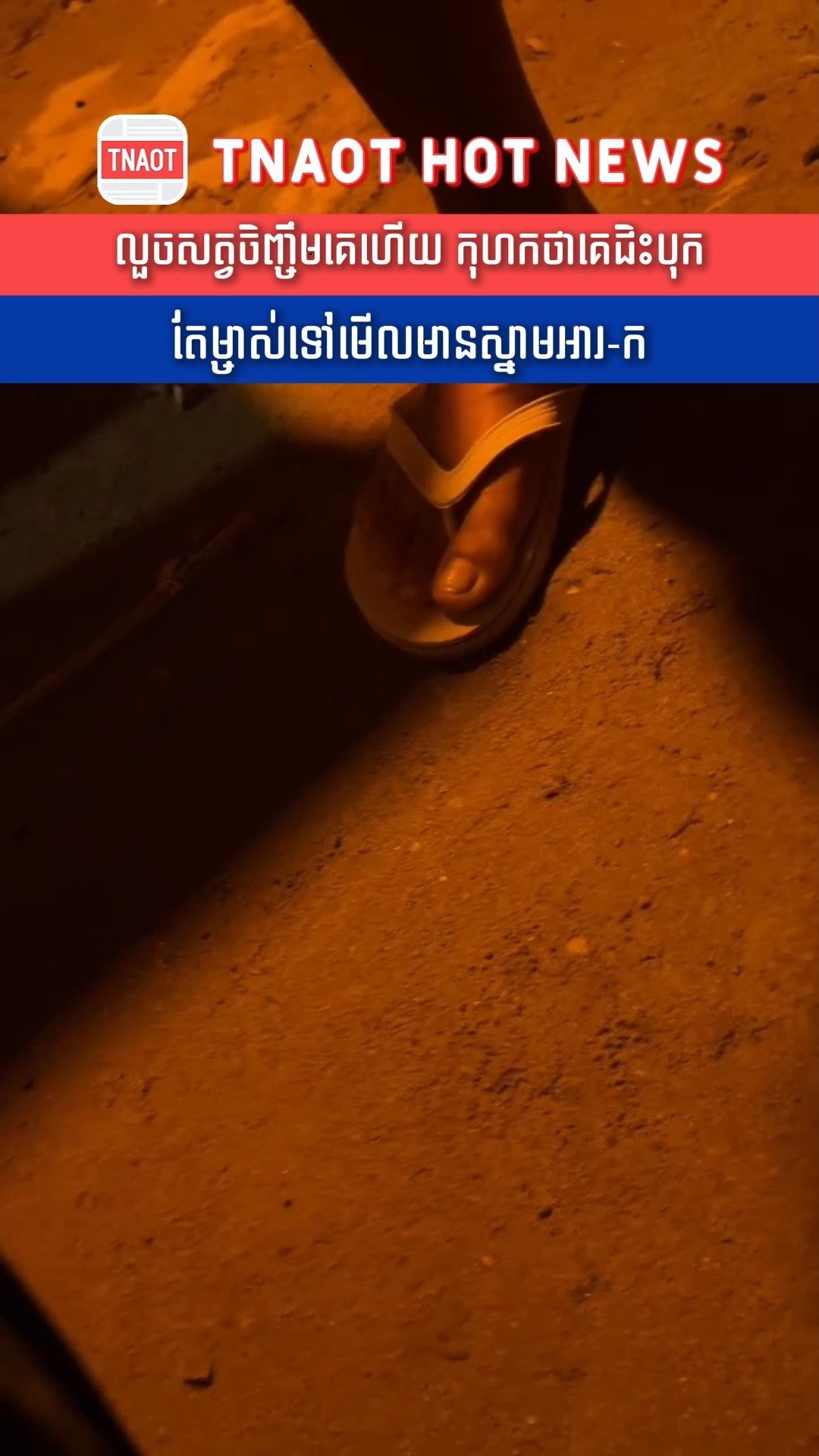 金边发生宠物盗窃及虐待事件 引起社会关注
