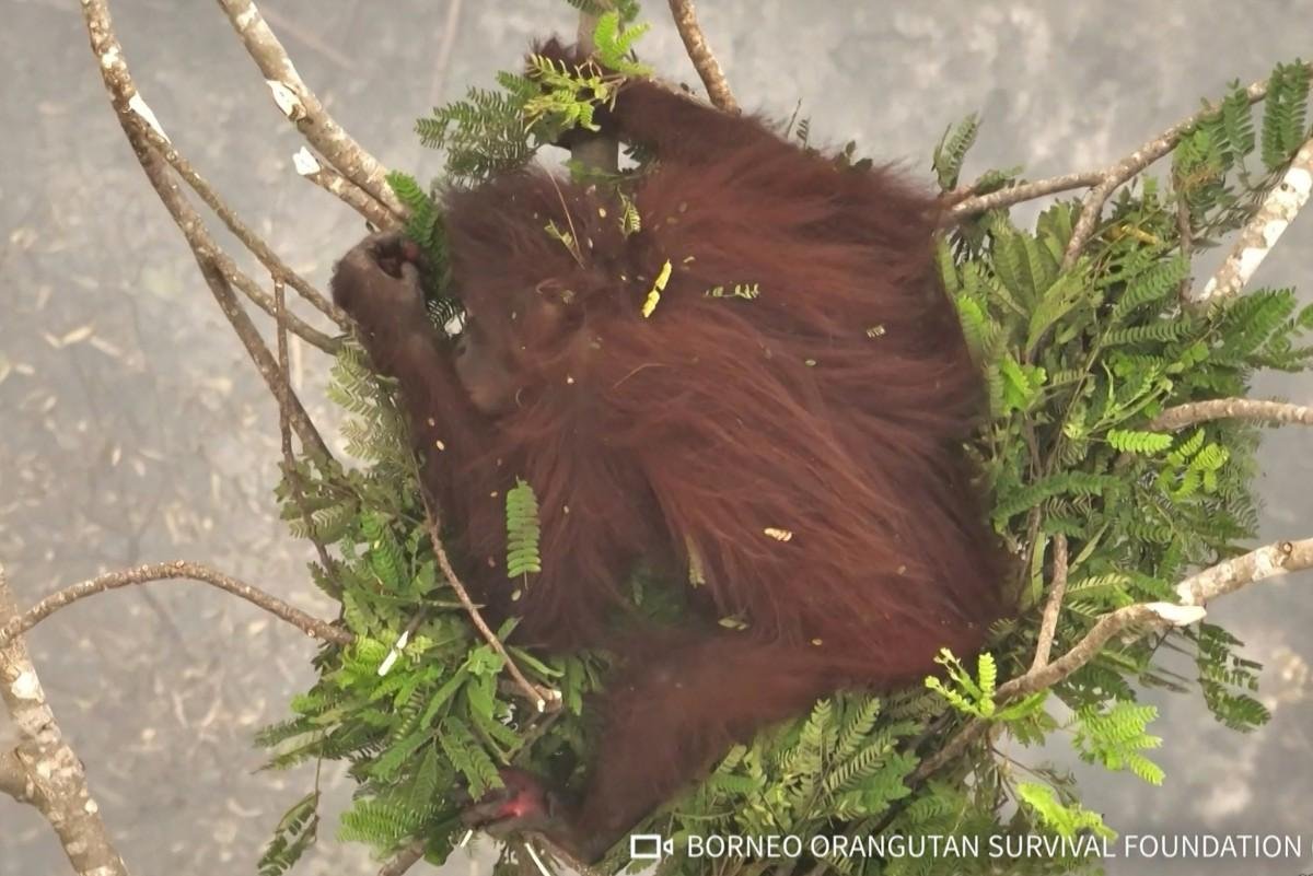 印尼当局近日将8只从火灾中获救的红毛猩猩放归婆罗洲的保护林中