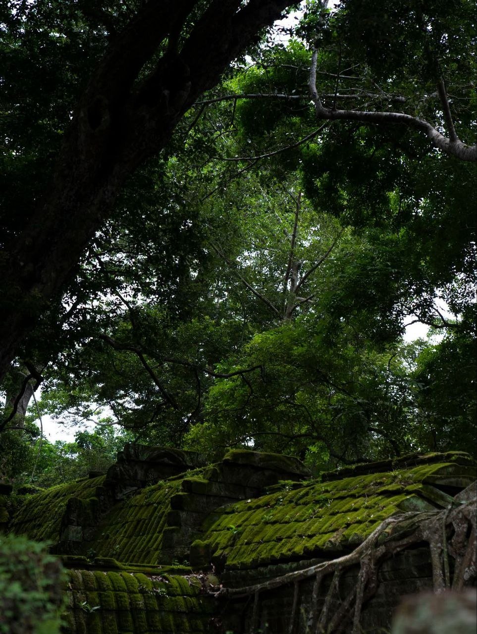 暹粒吴哥古迹雨季景观迷人 欢迎游客打卡