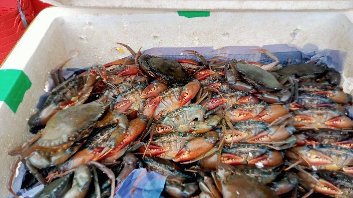 国公省查获4吨非法走私海产品 5人被捕