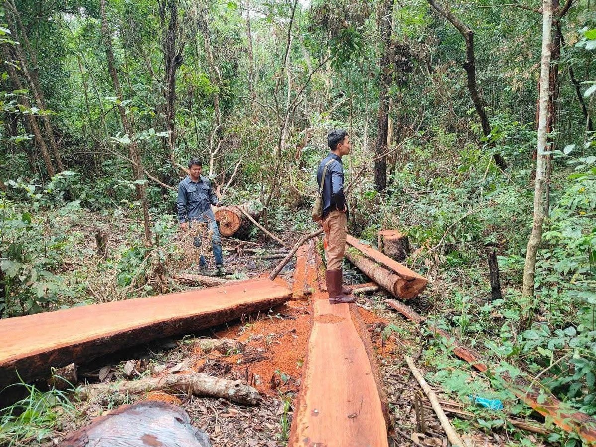 基里隆山佛教文化中心遭破坏 10棵珍贵树木被砍