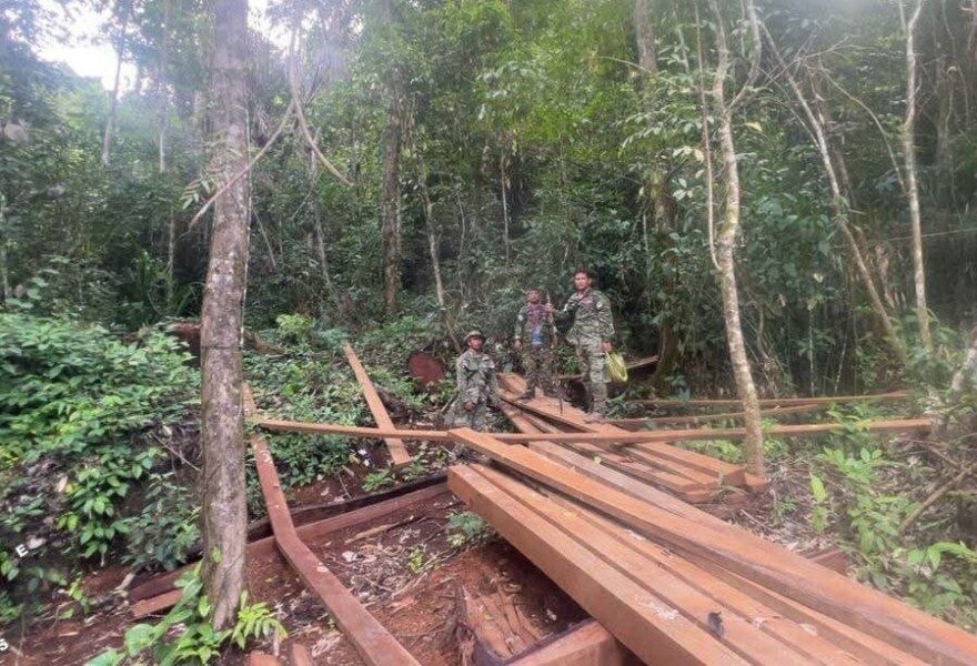 奥拉尔山保护区查获非法砍伐 涉案木材近8立方米