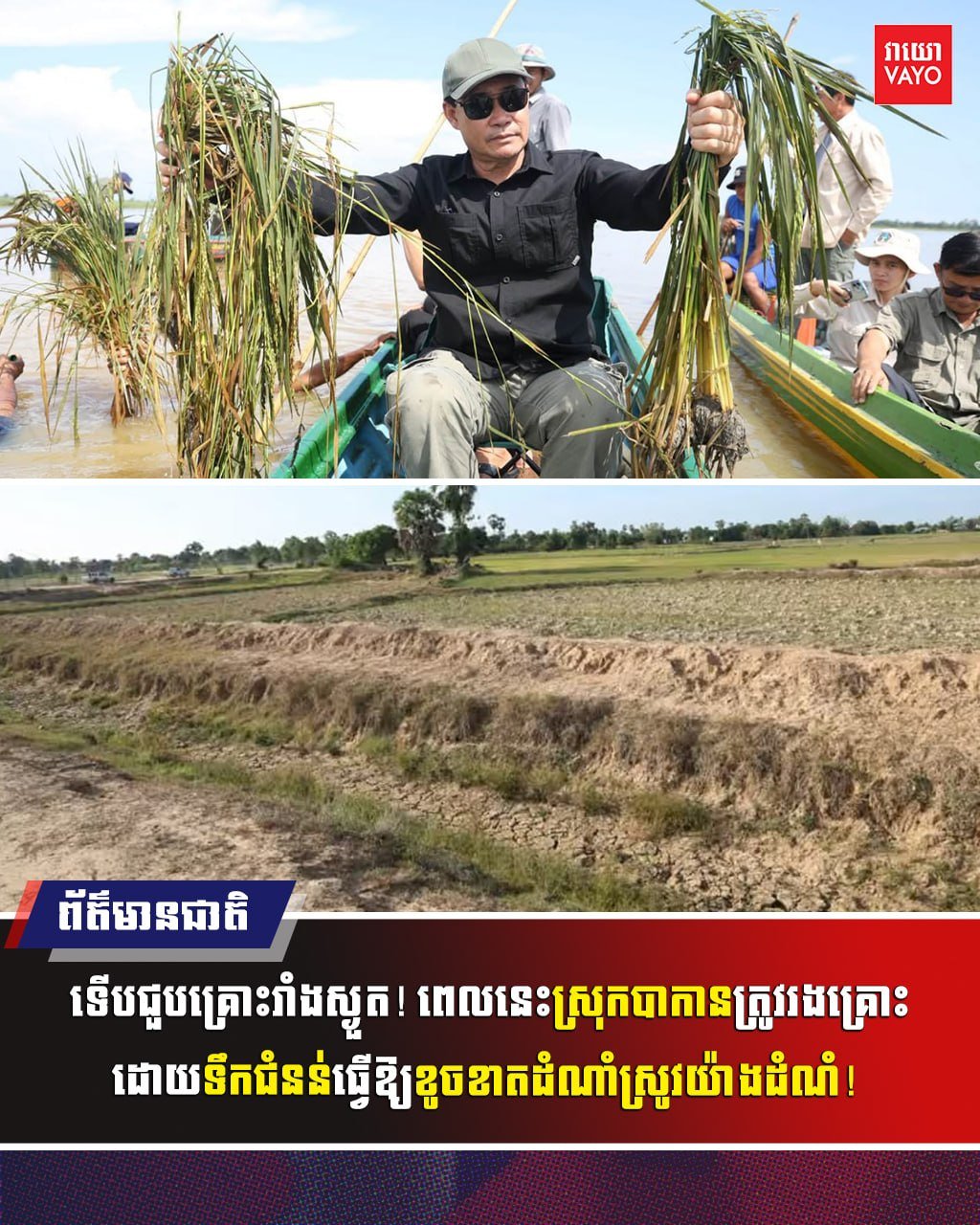 菩萨省巴干县遭遇旱涝灾害 稻米受损严重