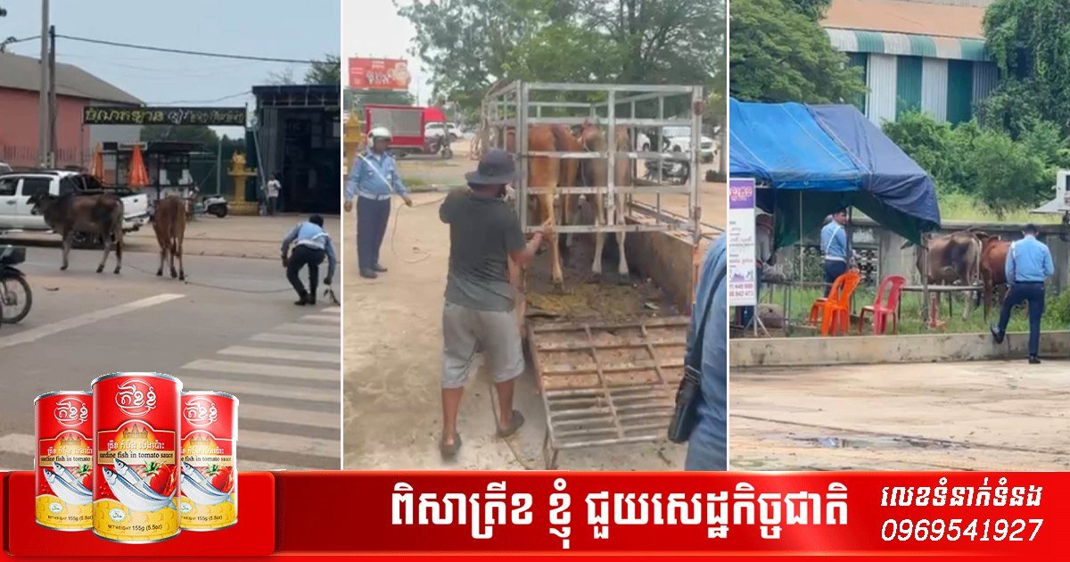 暹粒市交警清理街头流浪牛 维护城市交通秩序