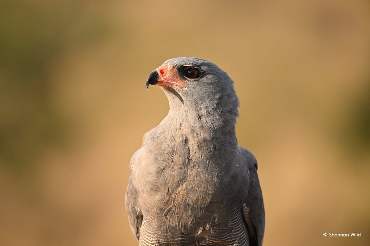 尼康发布NIKKOR Z 100-400mm专业长焦镜头
